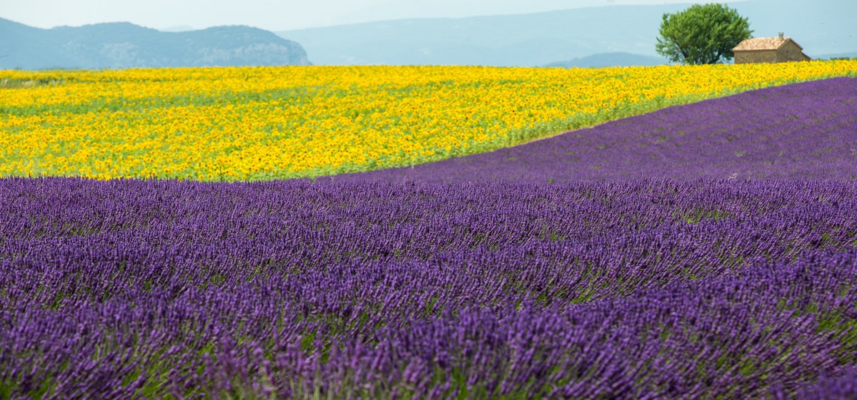 Lavanda e Girasoli