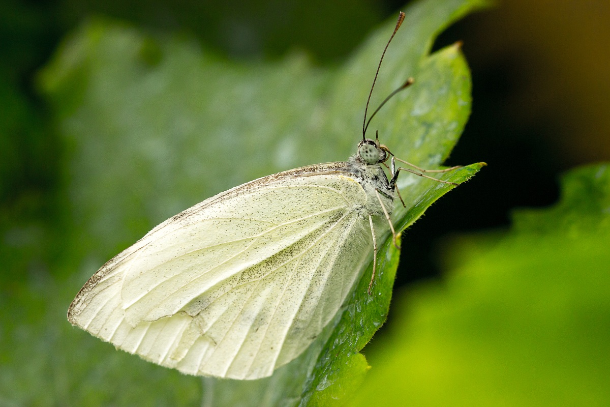 Pieris brassicae