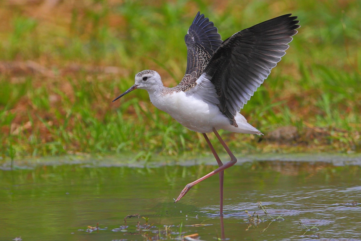 Cavaliere d Italia juv