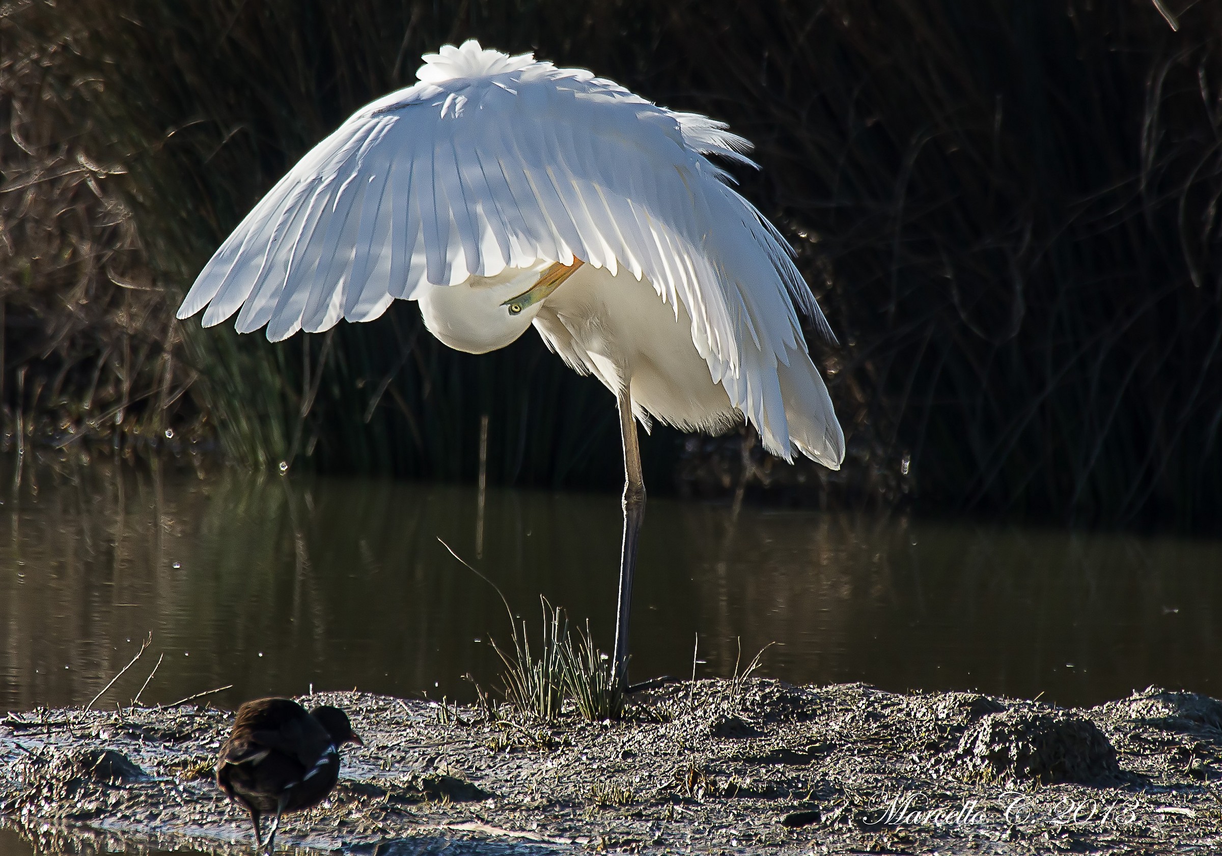 Ardea alba Airone bianco maggiore