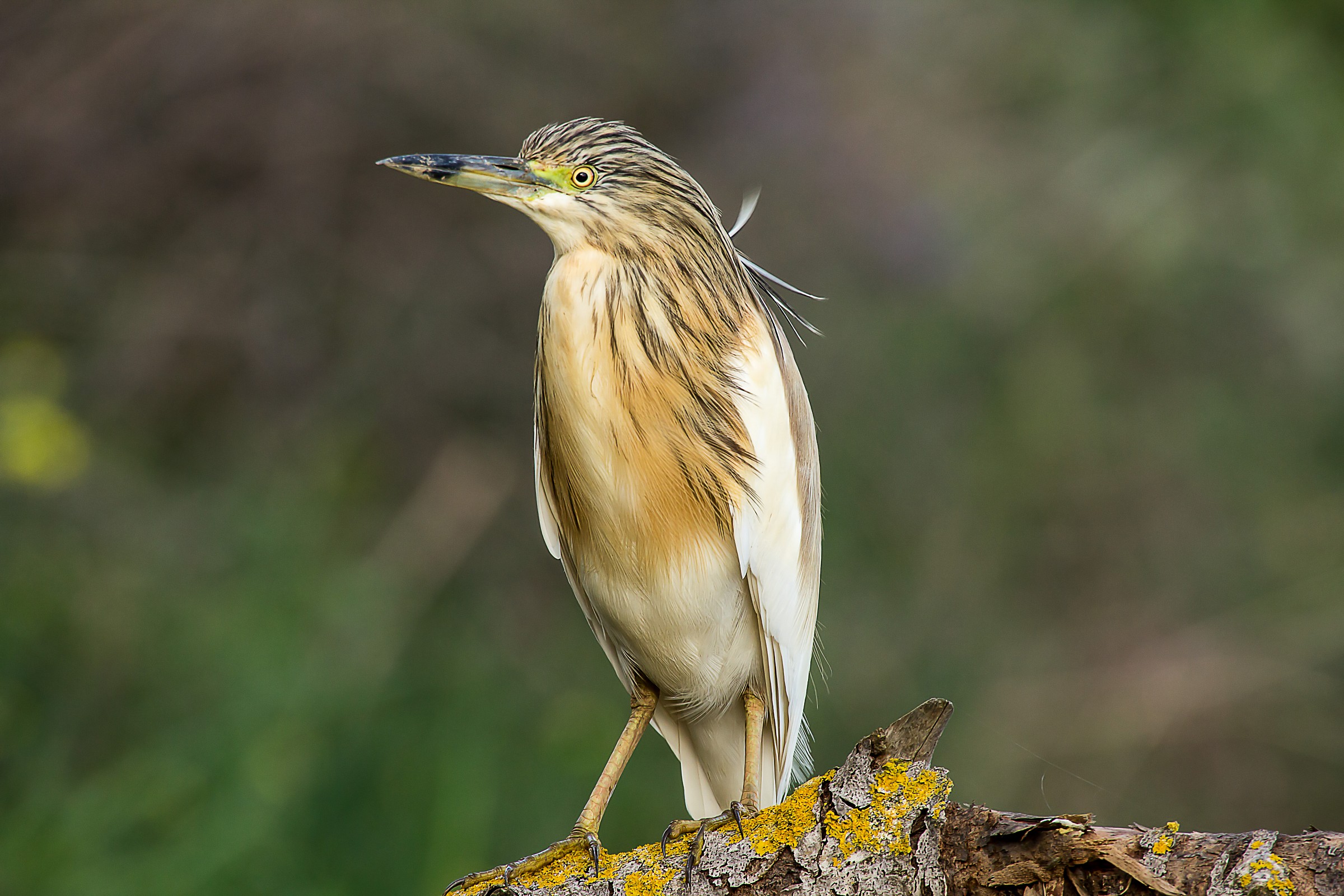 Ardeola ralloides Sgarza ciuffetto