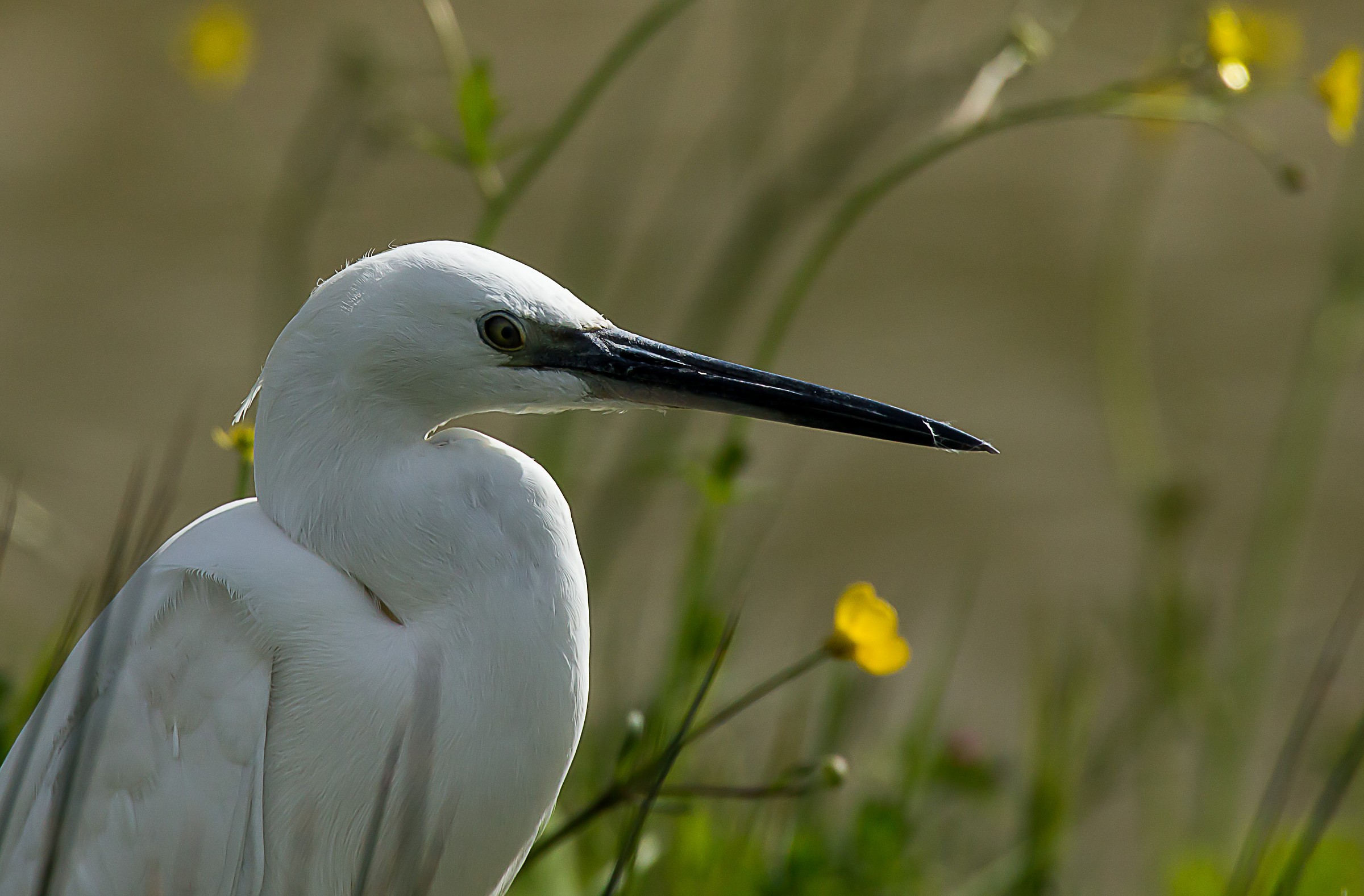Egretta garzetta Primo piano