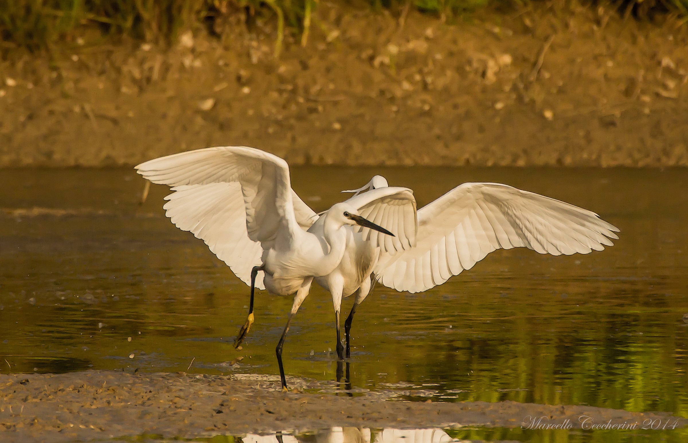Coppia di Egretta Garzetta al tramonto