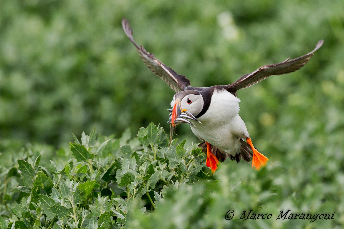 Puffin