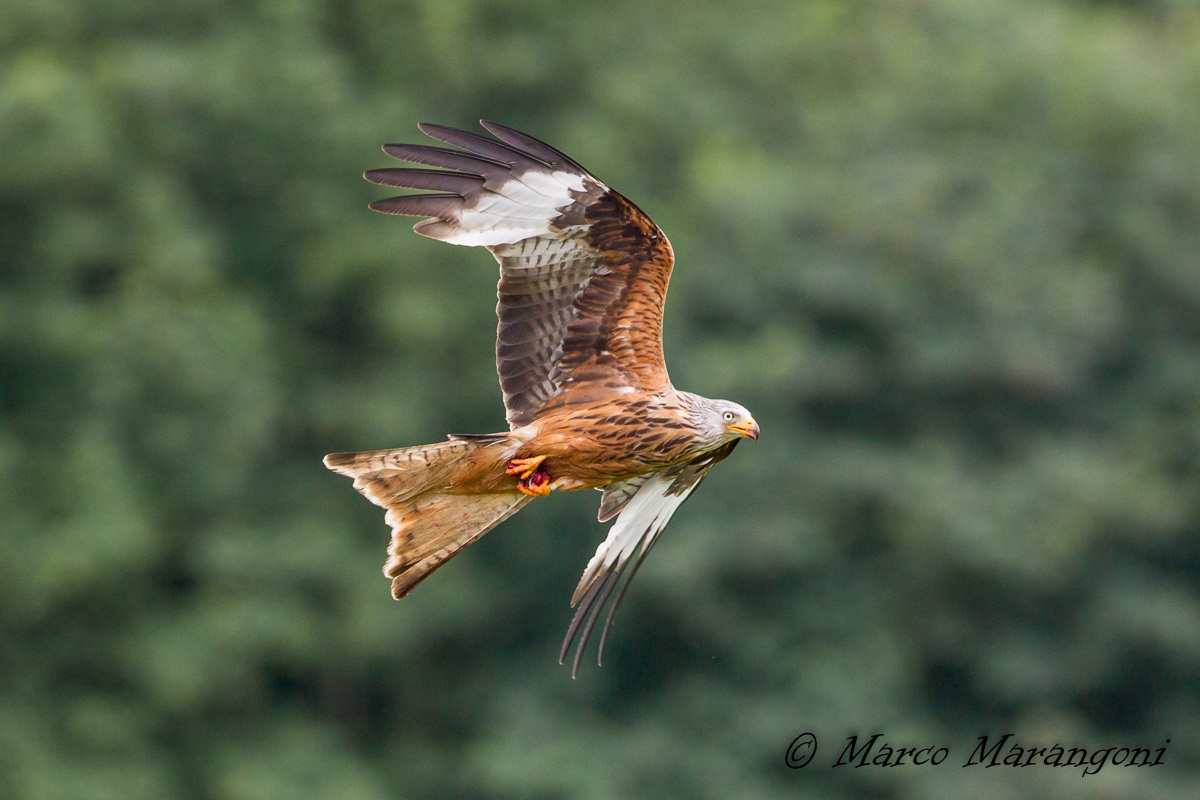 red kite