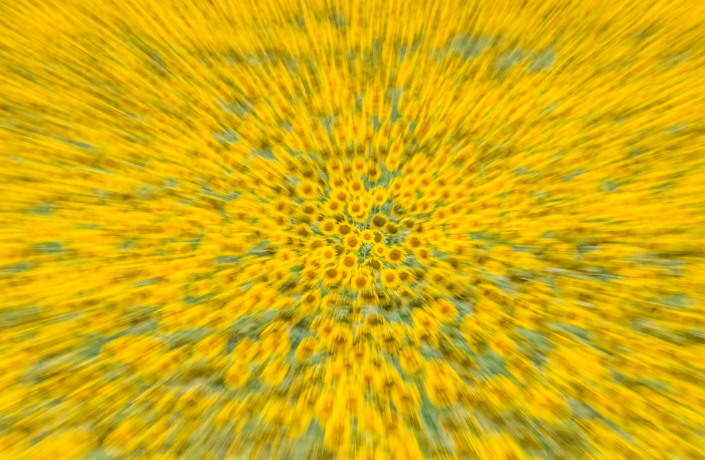 Girasoli