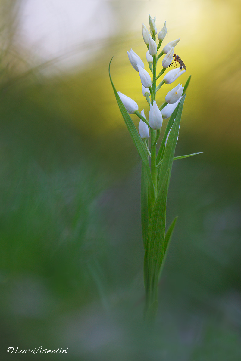 Cephalanthera longifolia