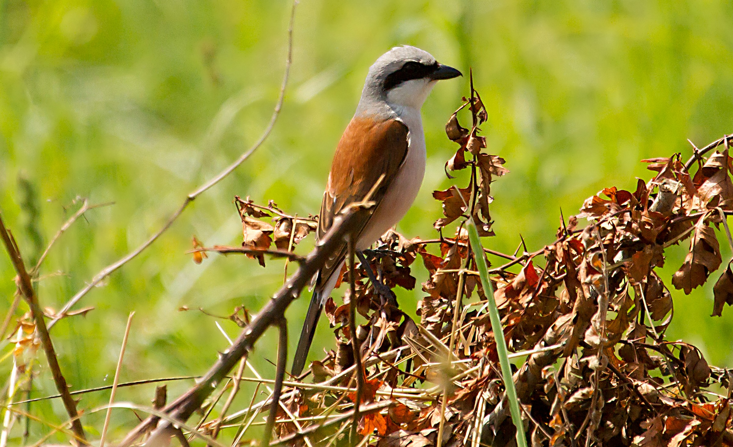 Shrike