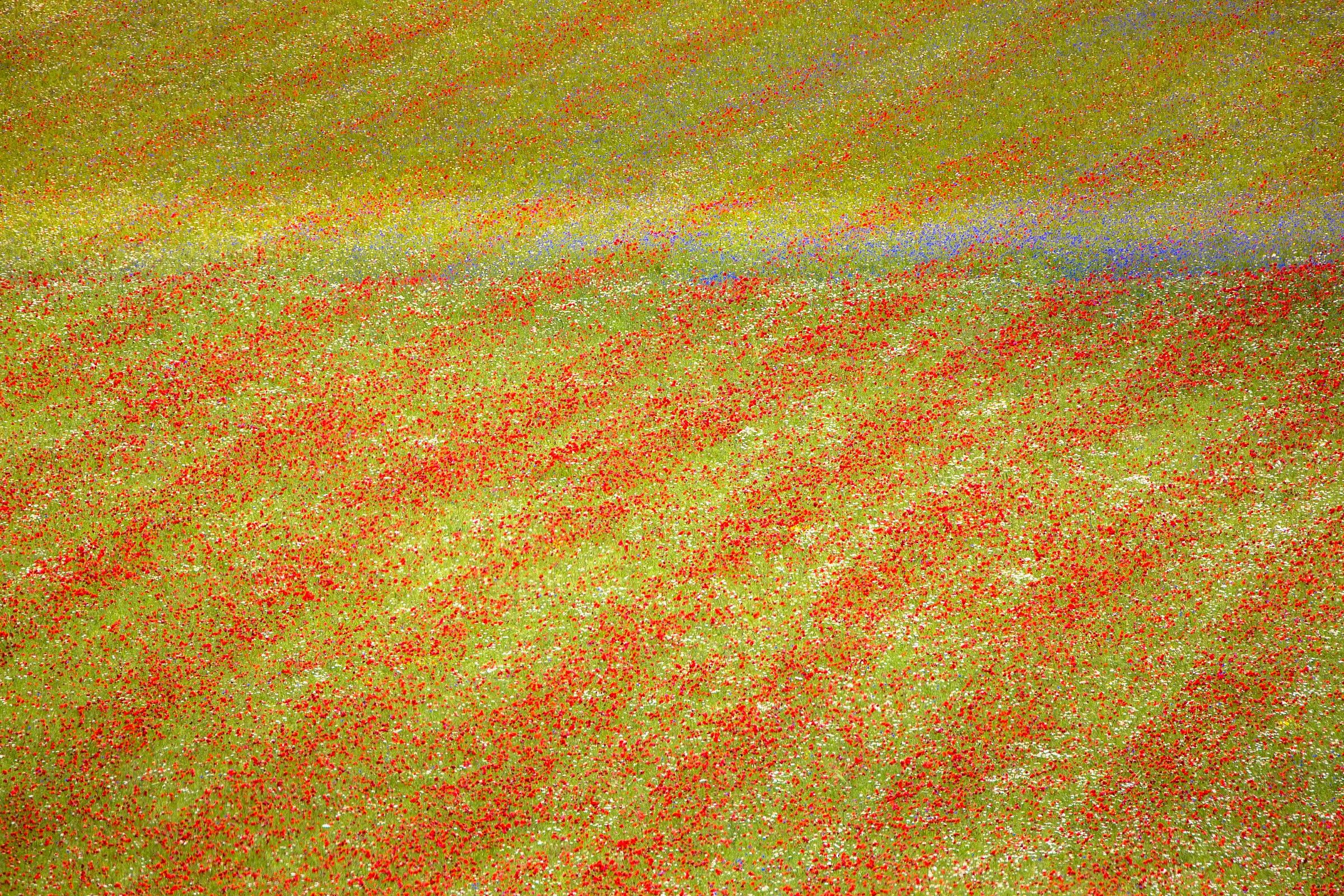 Castelluccio - trama rosso-verde