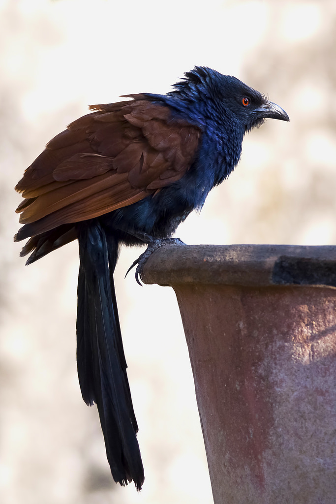 Greater Coucal or Crow Pheasant