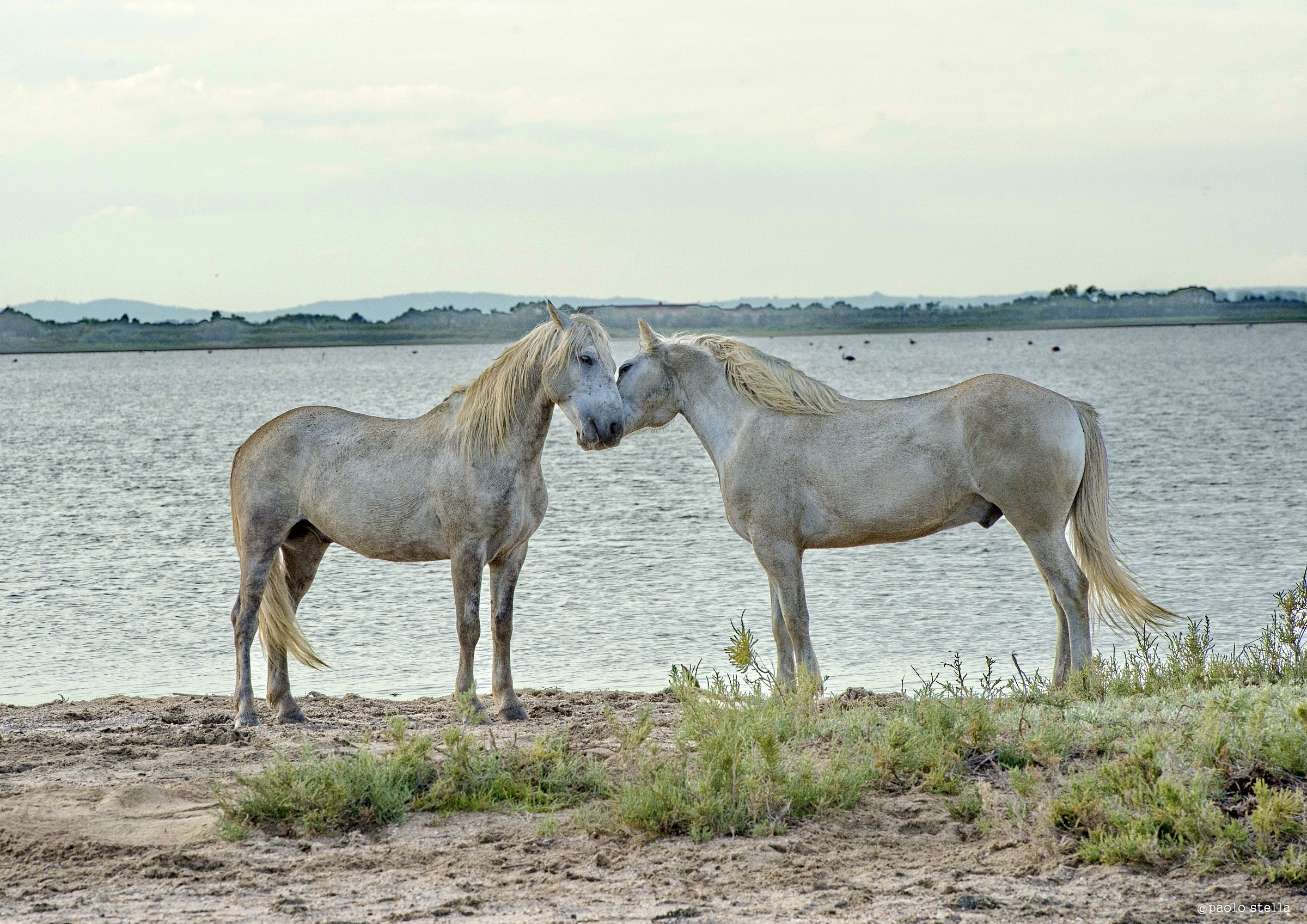 effusions on the shoreline