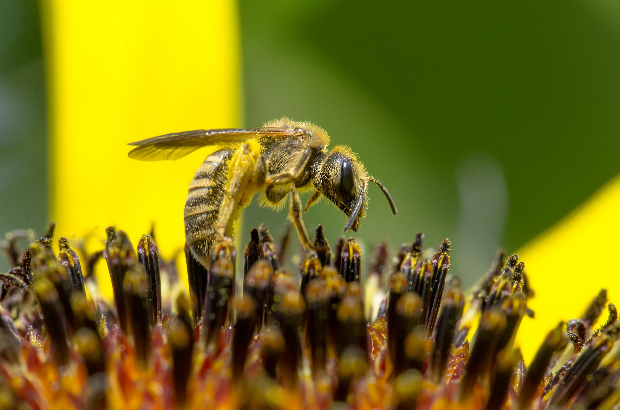 Sui carboni ardenti...