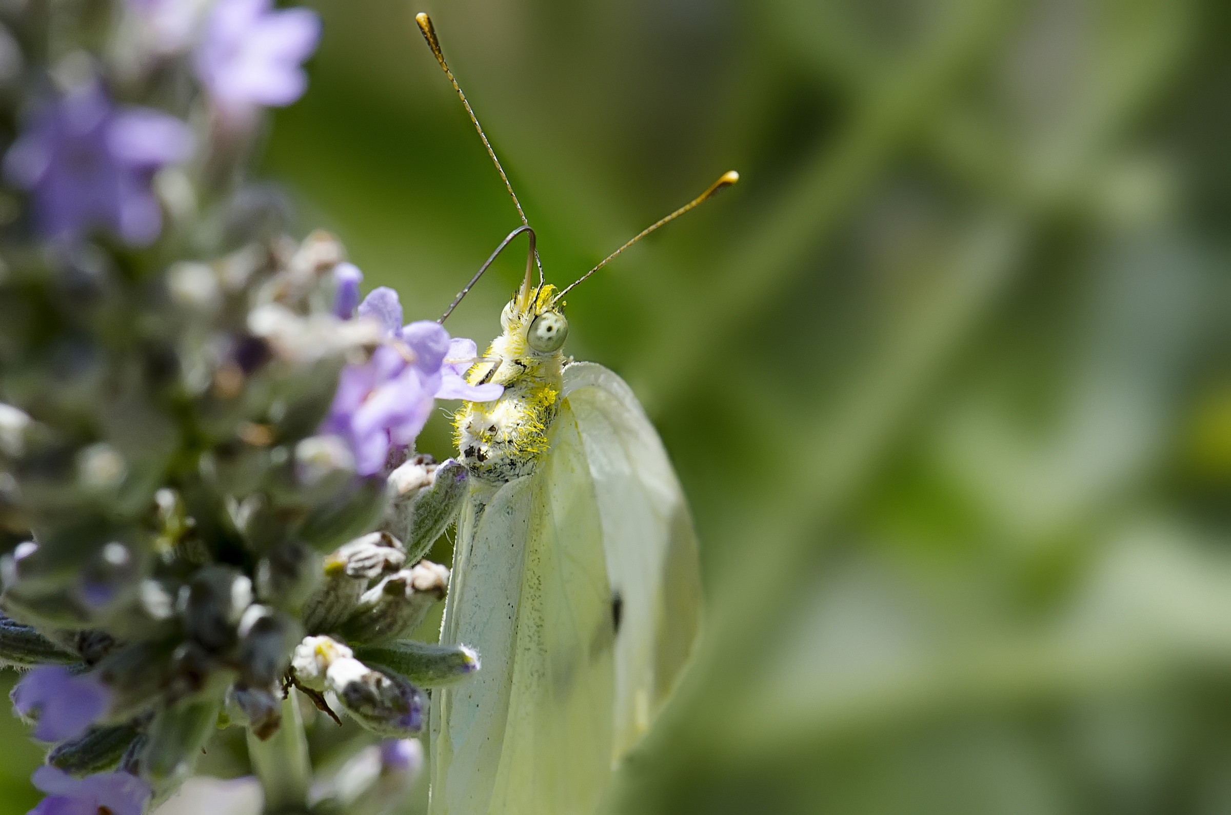 Con cannuccia grazie....