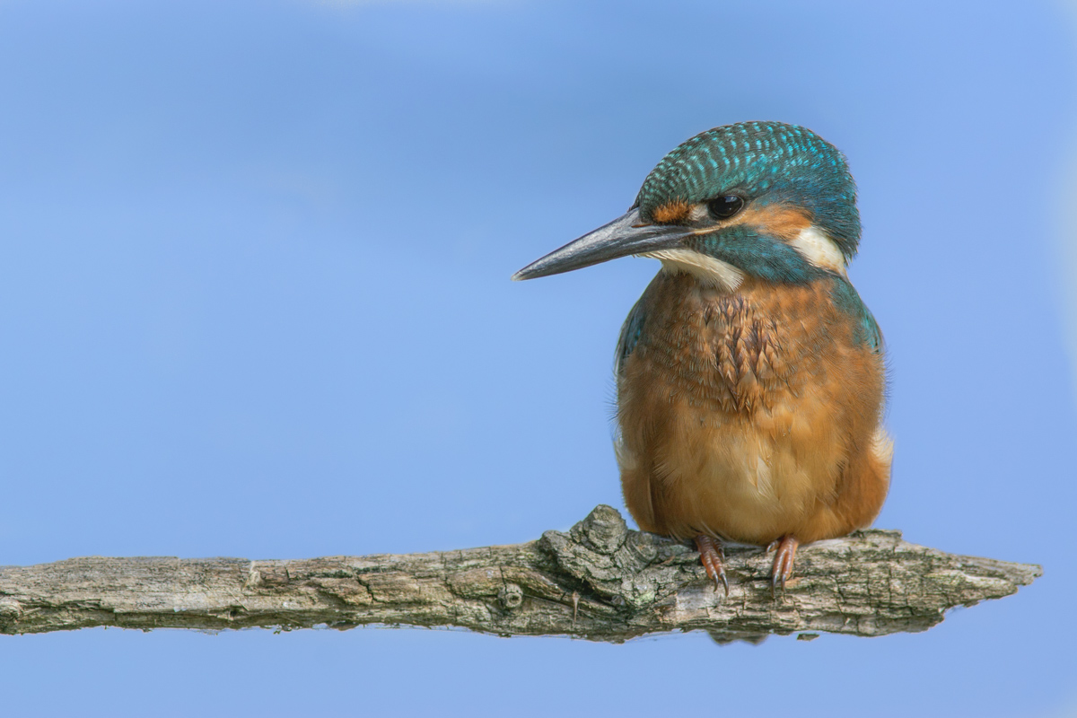 kingfisher