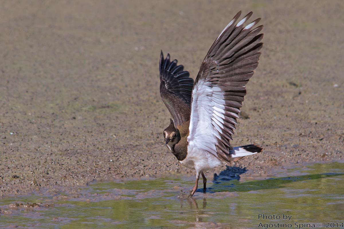Young lapwing