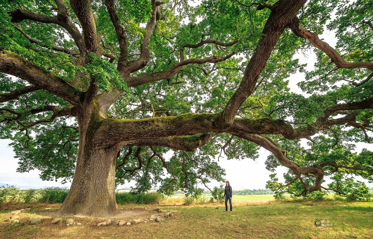 Val'dorcia  La Quercia Delle Checche