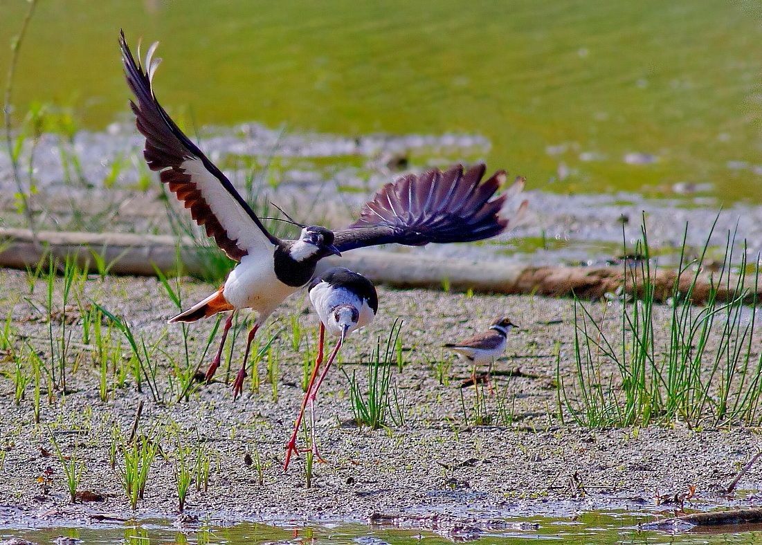Pavoncella,Cavaliere,Corriere