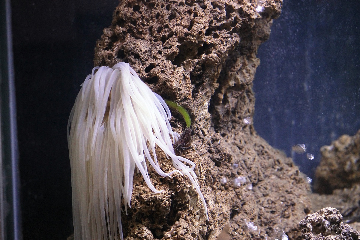 Museo del mare di Pioppi(Sa)