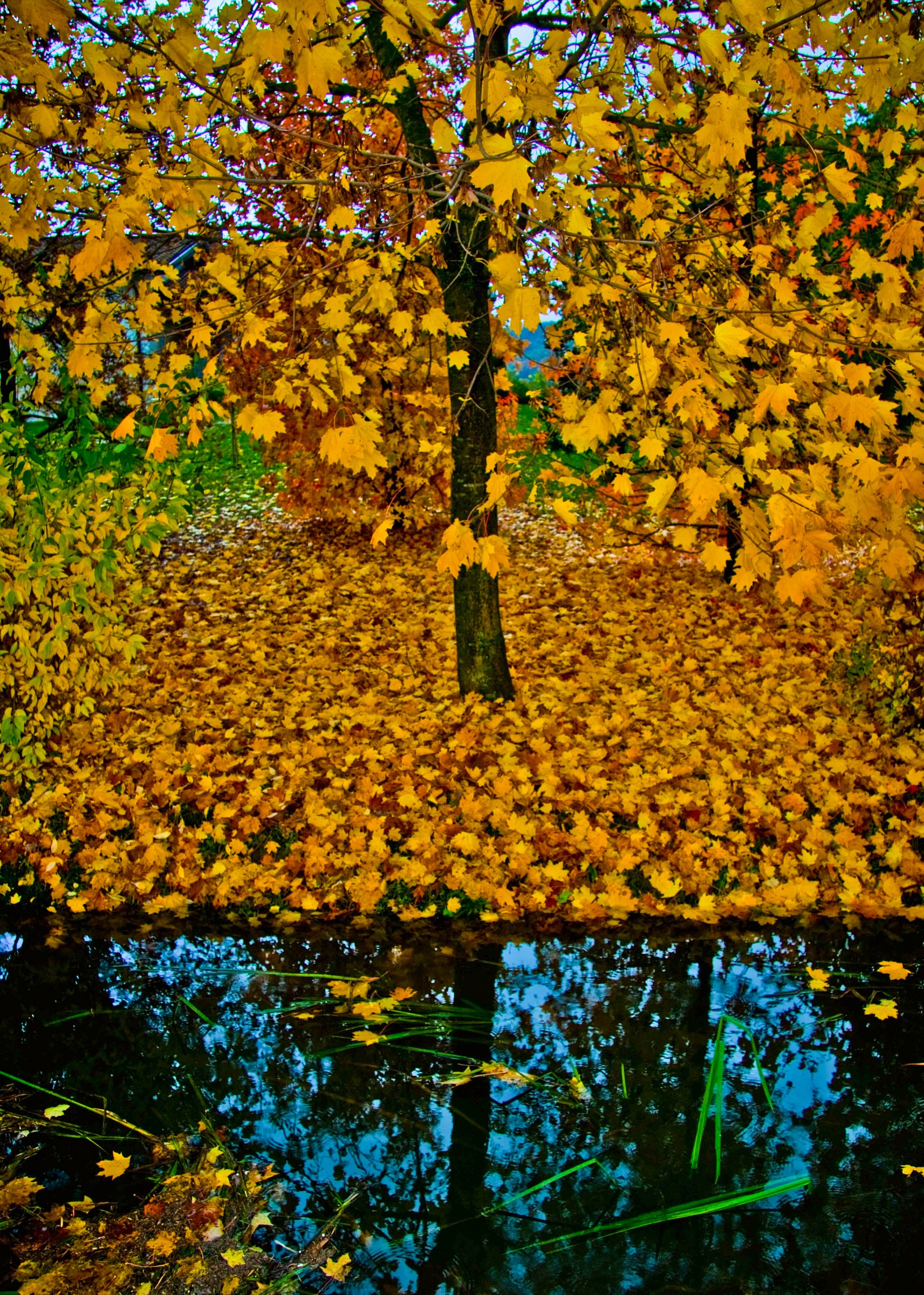 Riflessi d'autunno