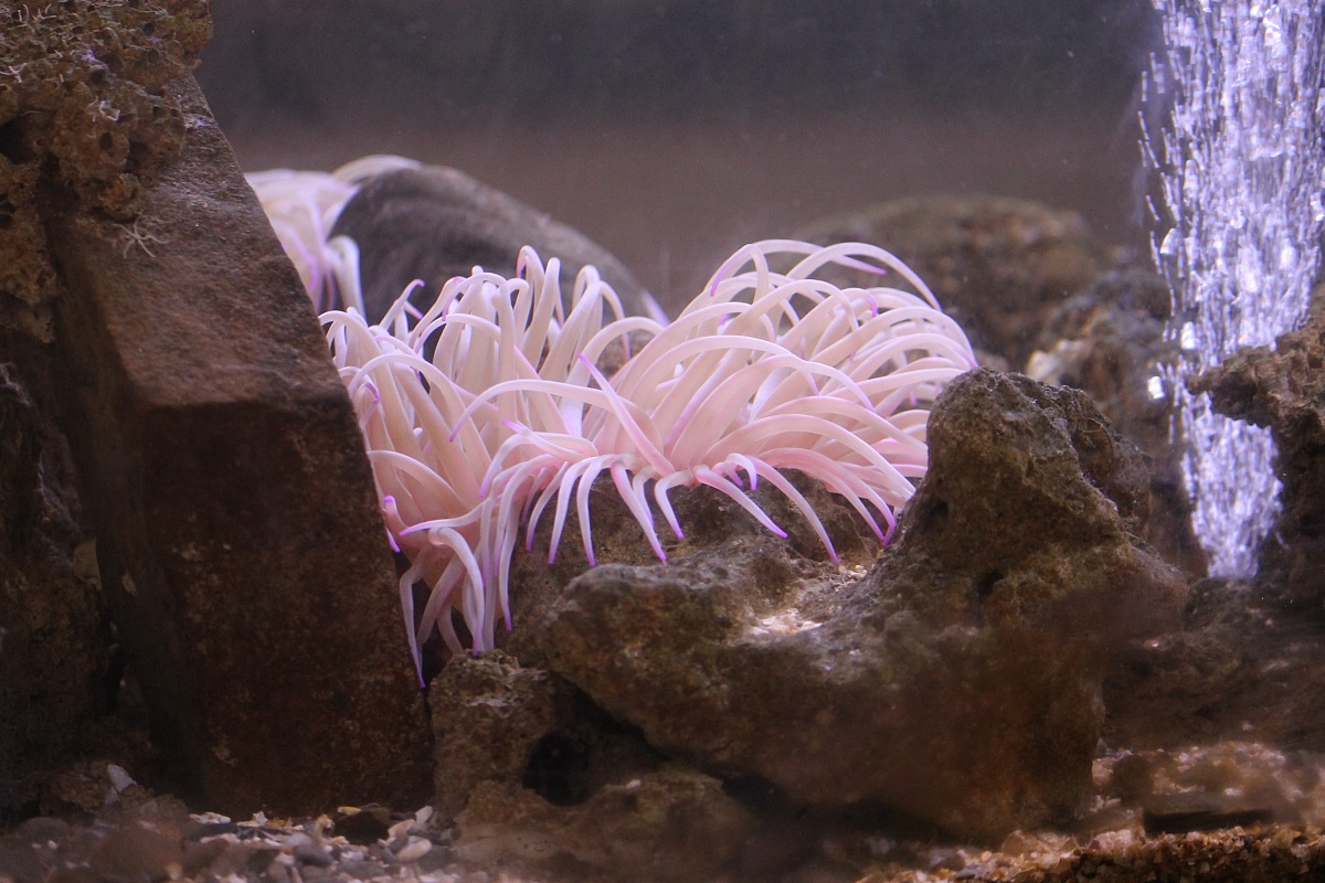 Museo del mare di Pioppi(Sa)