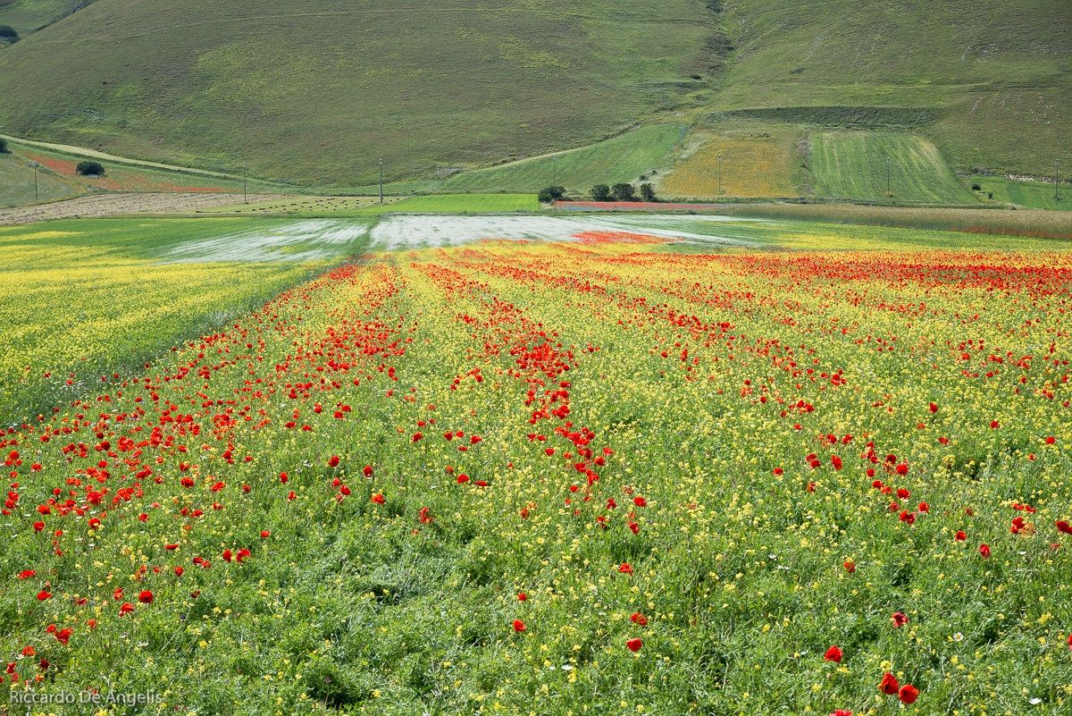 Castelluccio