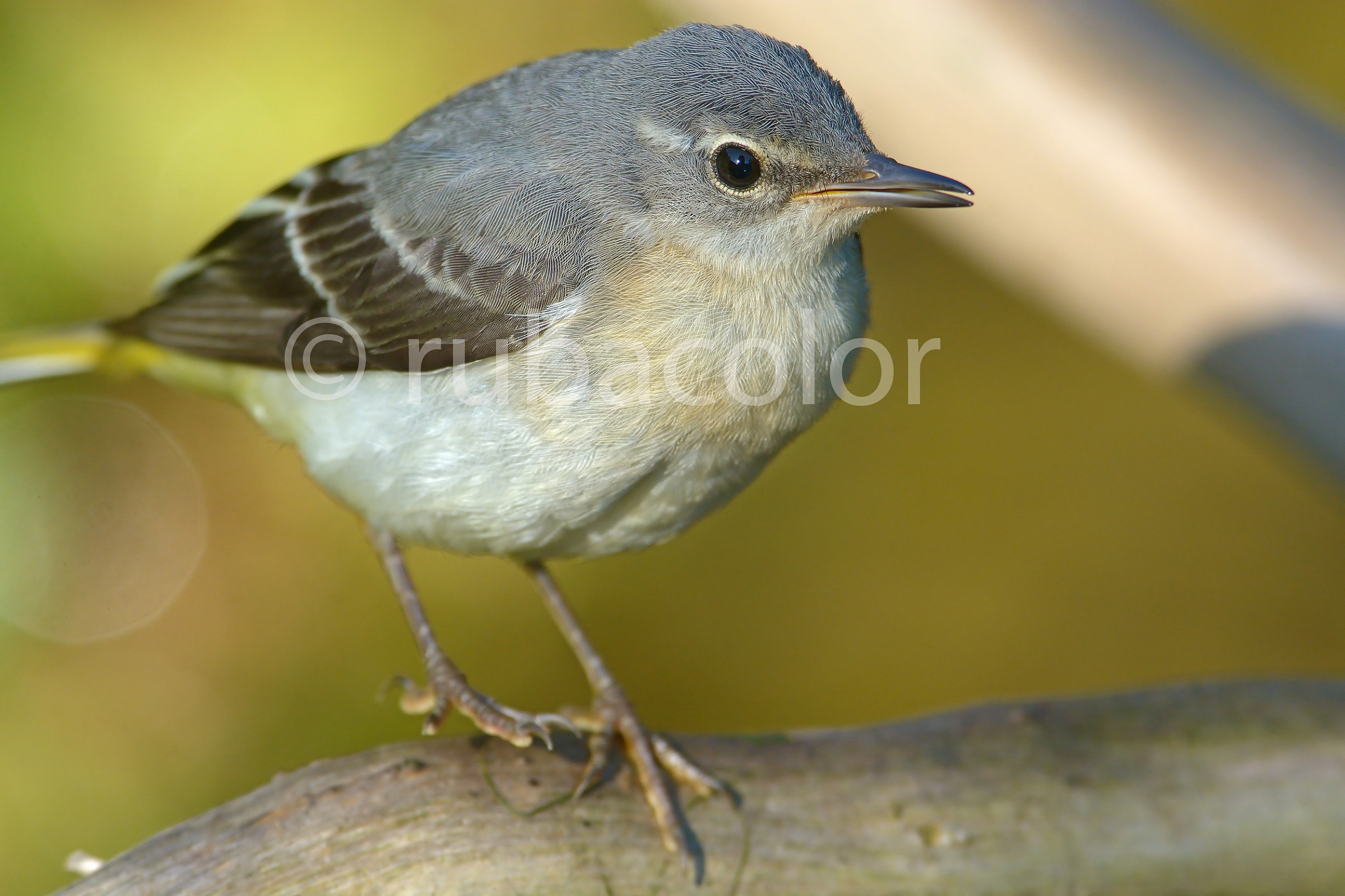 Quell'amore di ballerina gialla