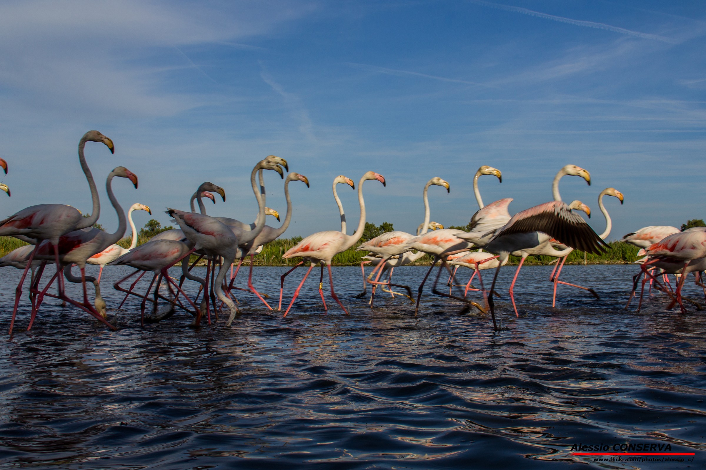 Gruppo di fenicotteri