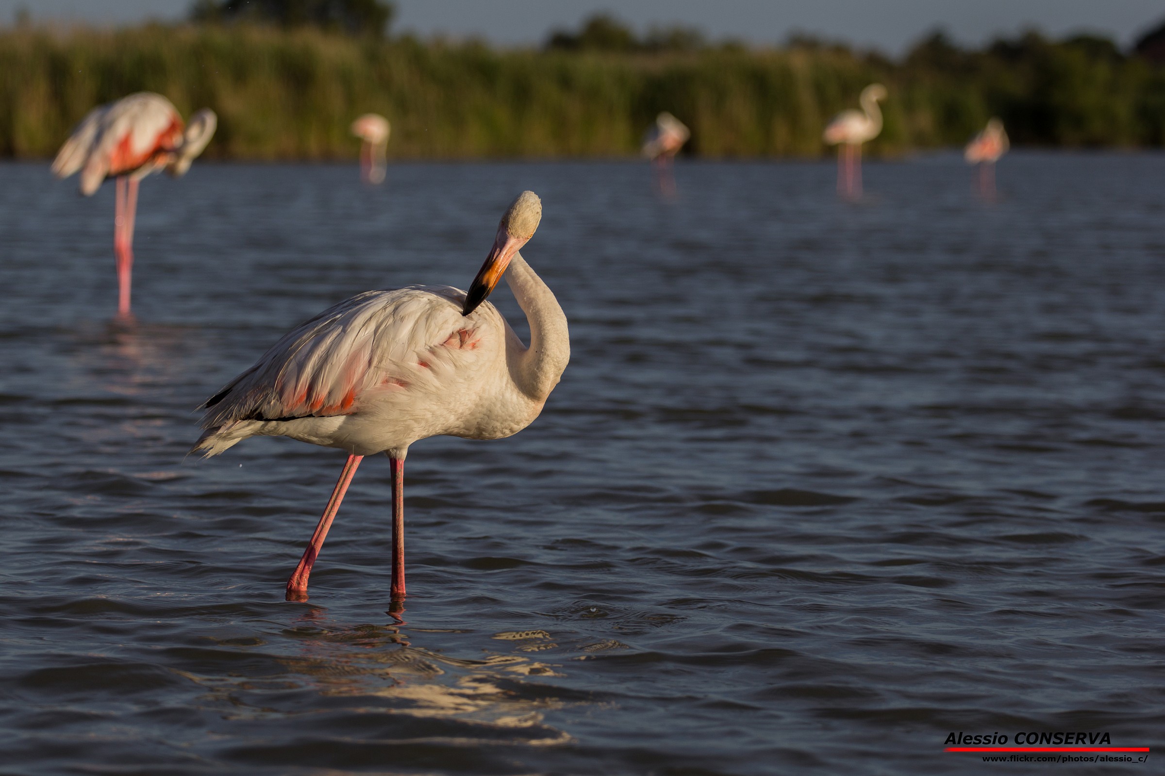 Fenicottero al tramonto