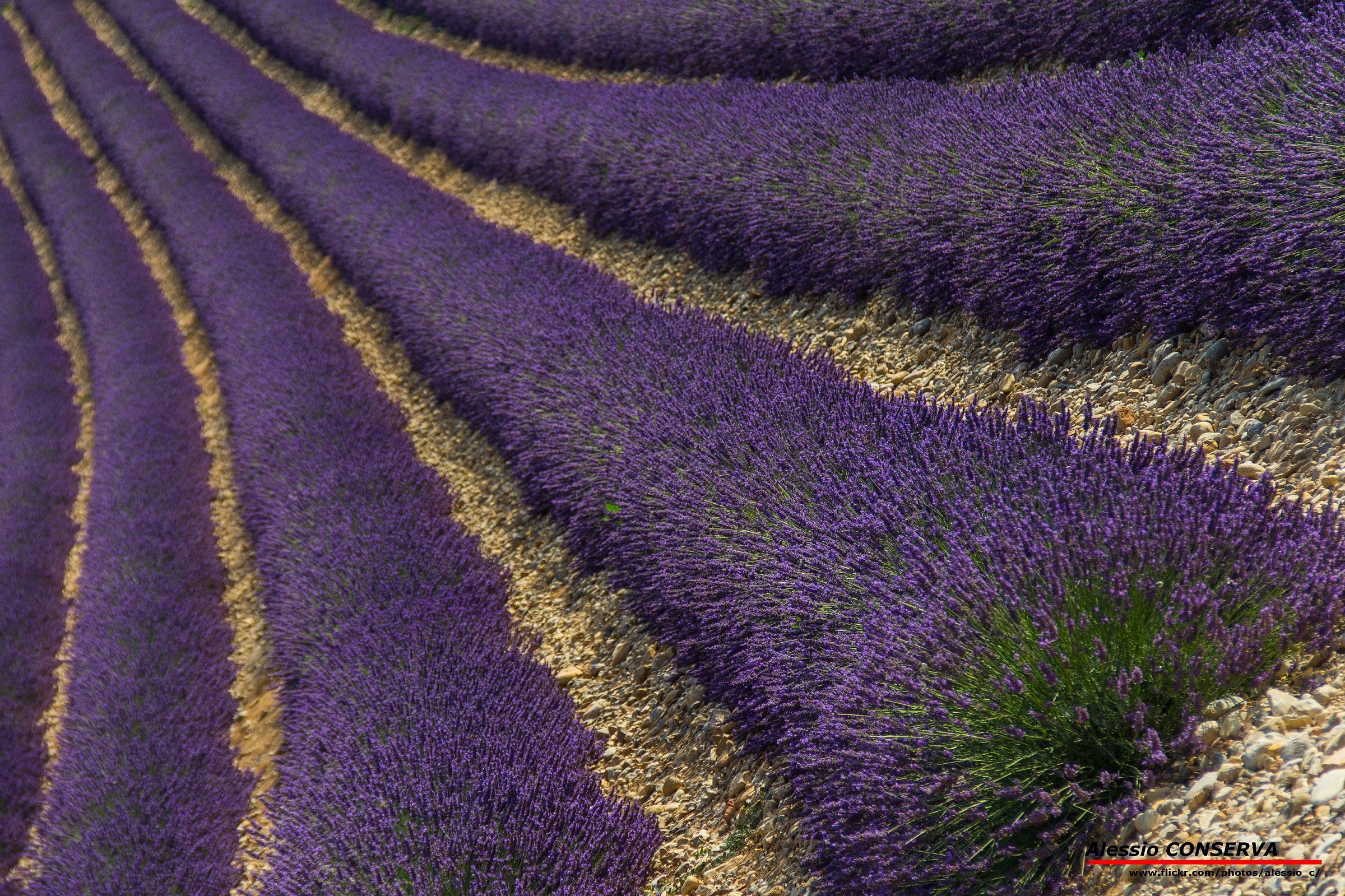 Lavanda