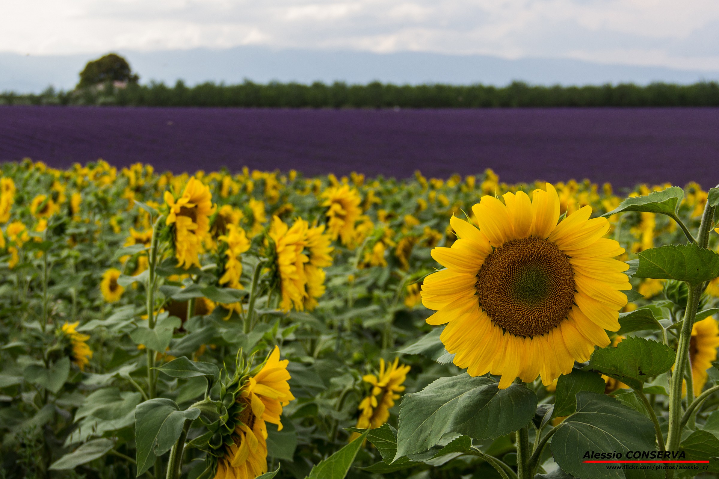 Girasoli e lavanda
