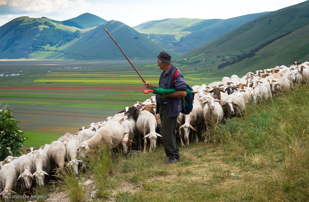 Castelluccio e il pastore