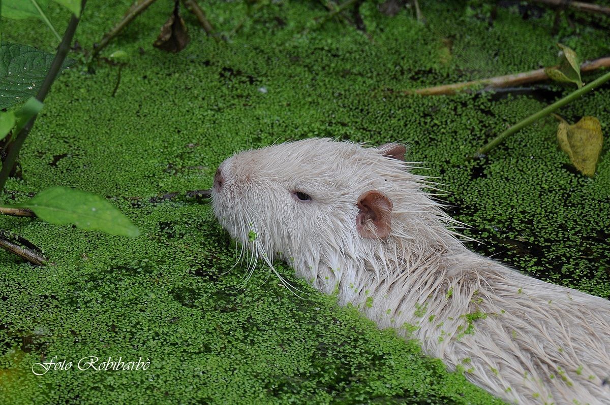 Nutria albina.....