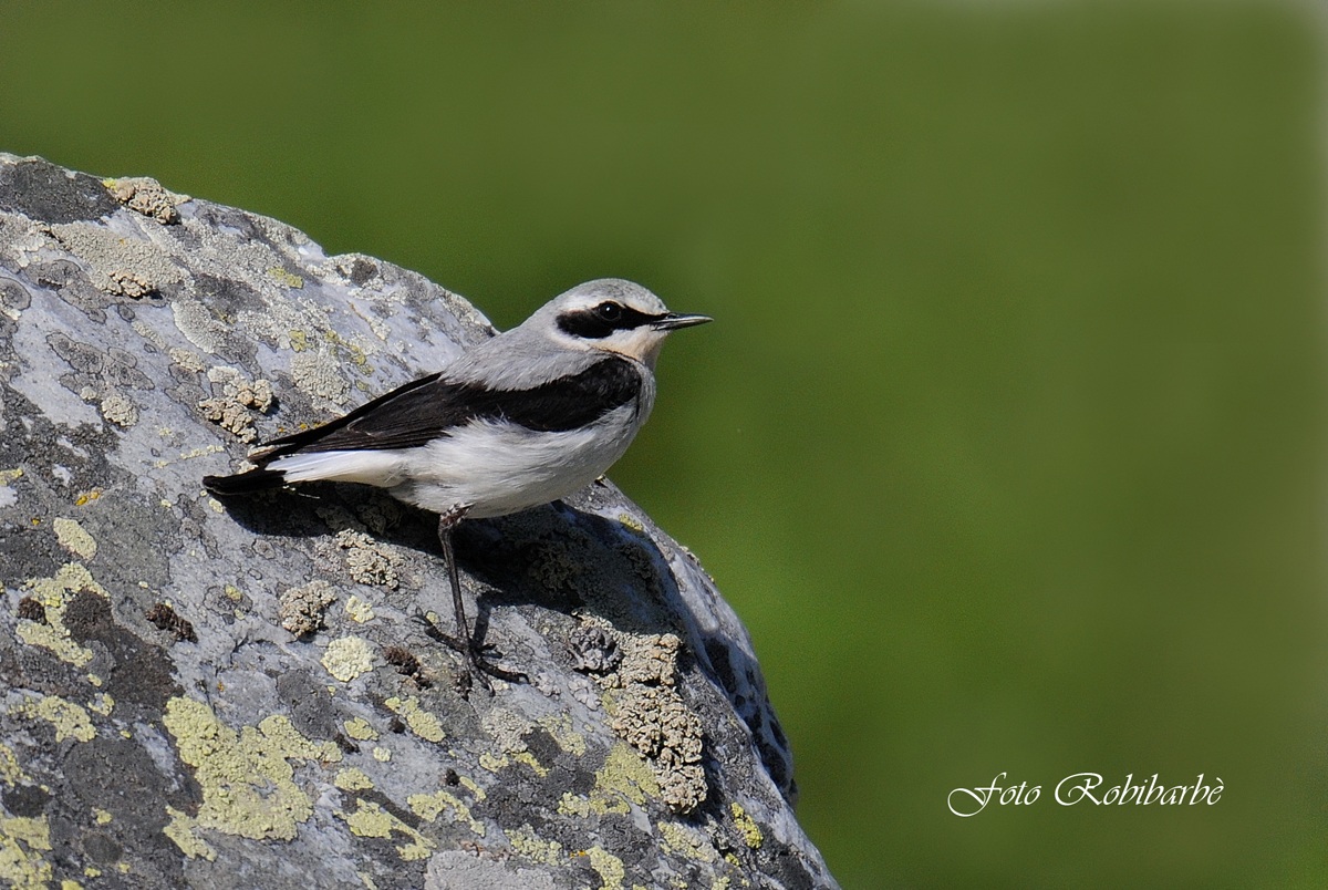 Culbianco..maschio...