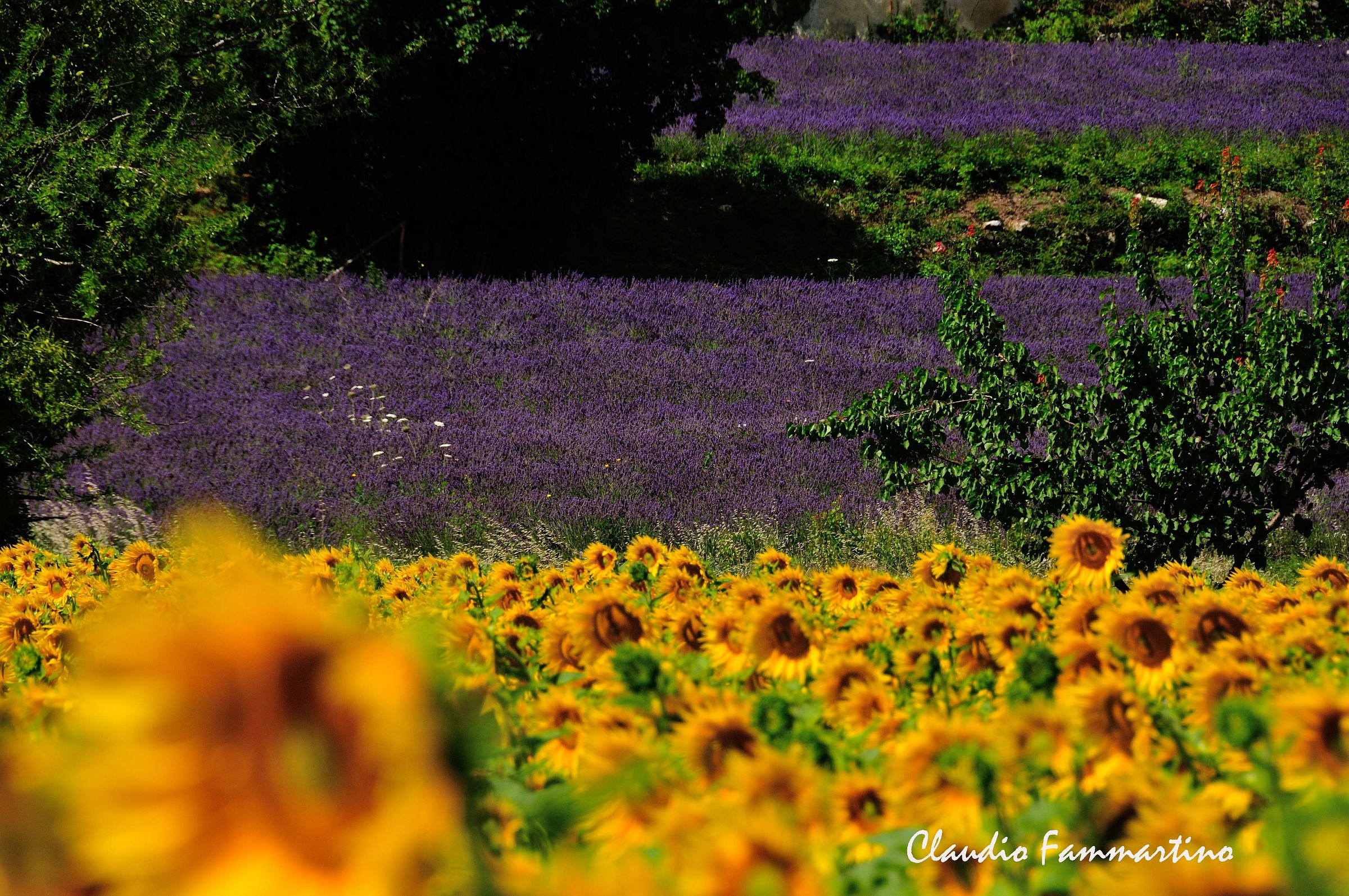 Lavender in Provence