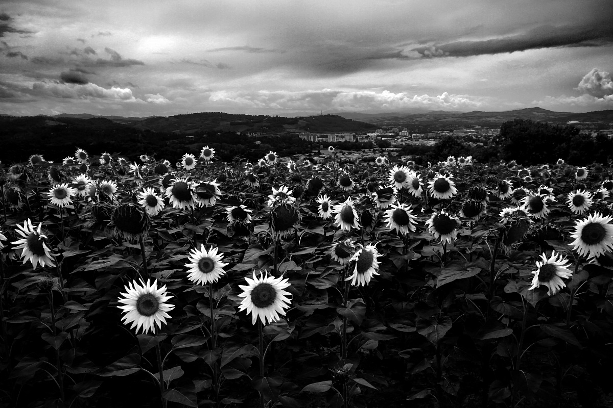 Sunflowers Without Color