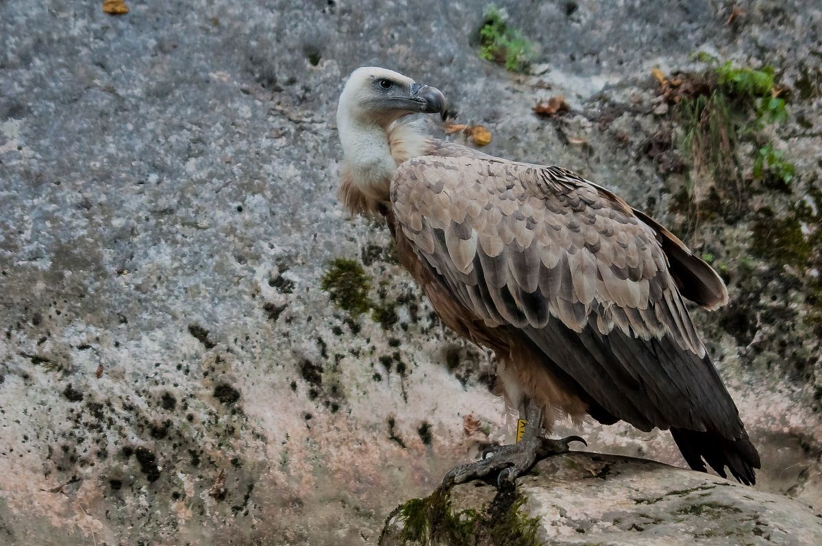 Grifone (Gyps fulvus)