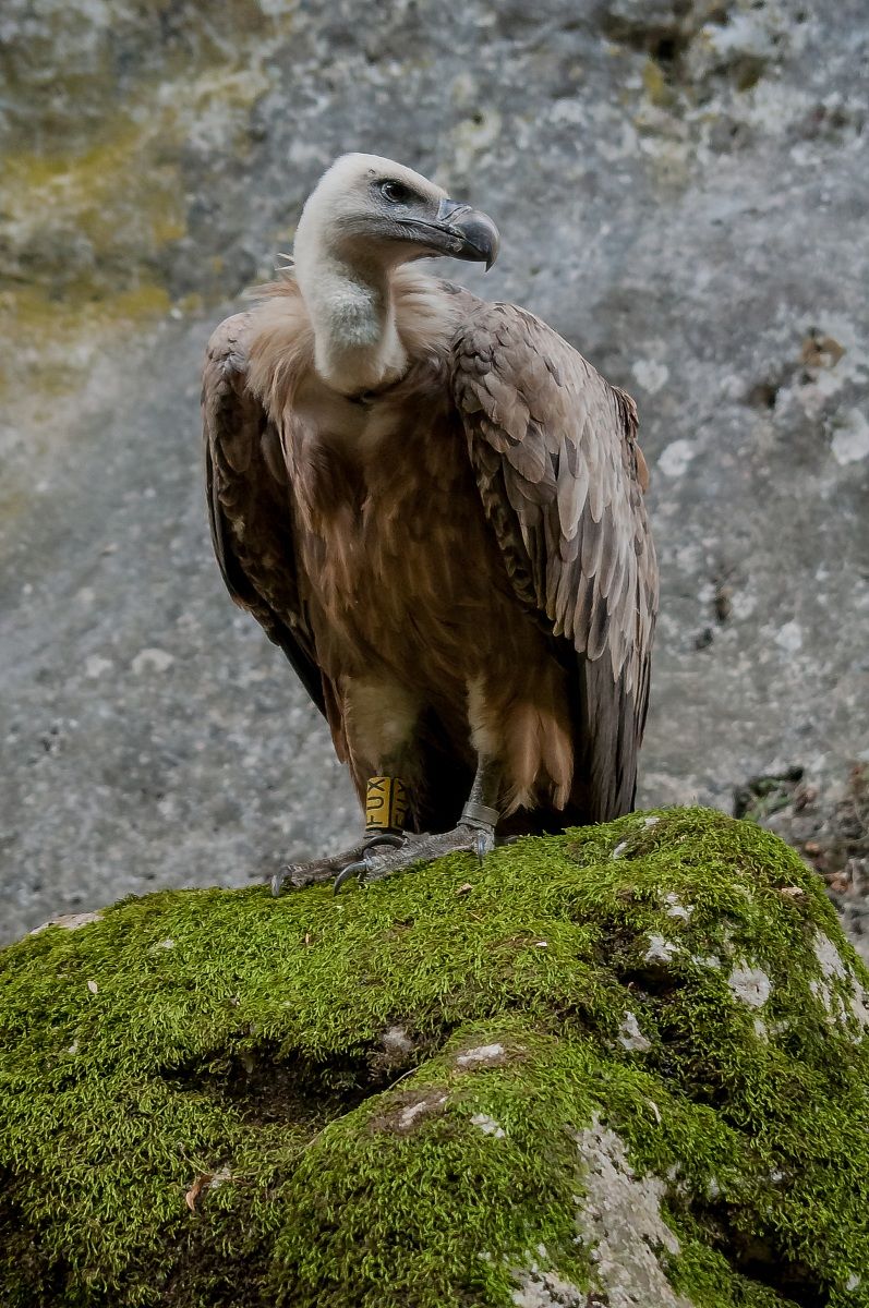 Griffon Vulture (Gyps fulvus) 2