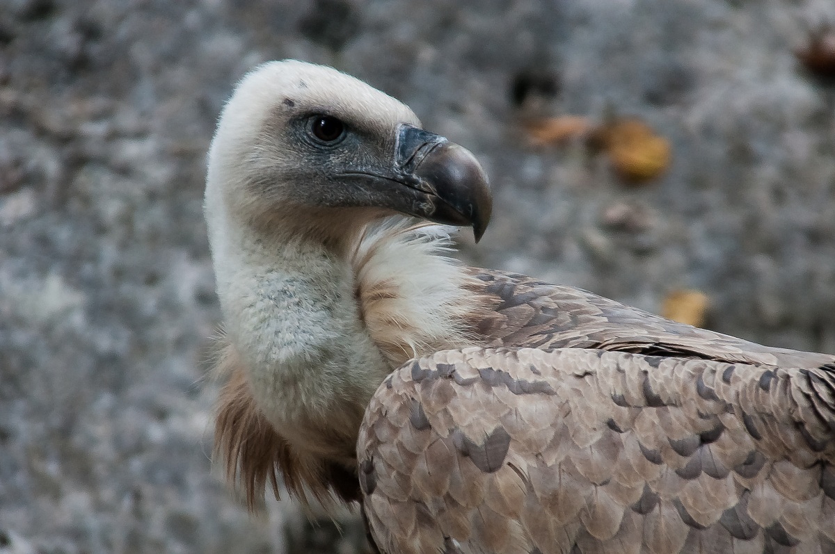 Griffon Vulture (Gyps fulvus) 3