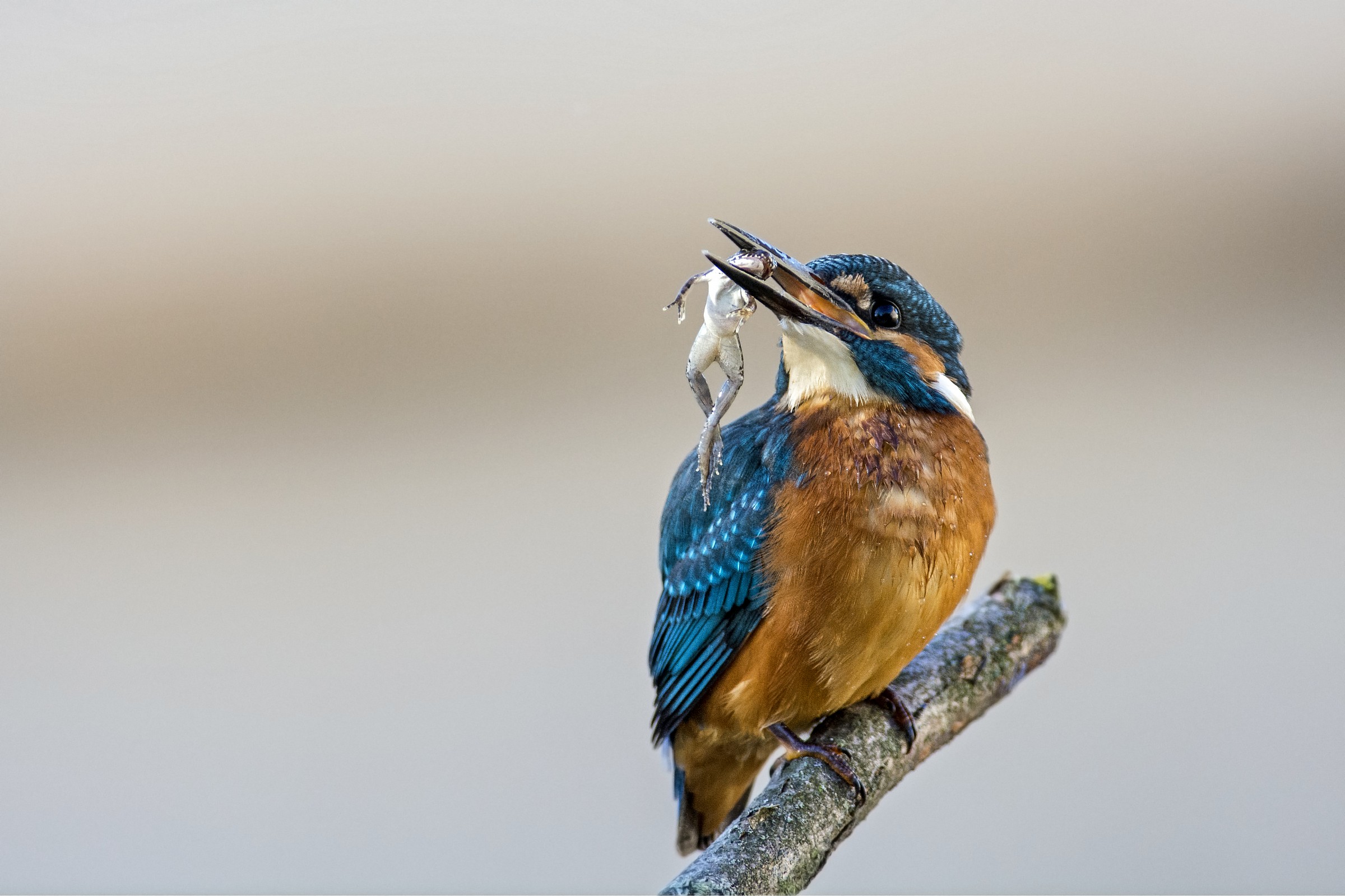 Prince against Prince