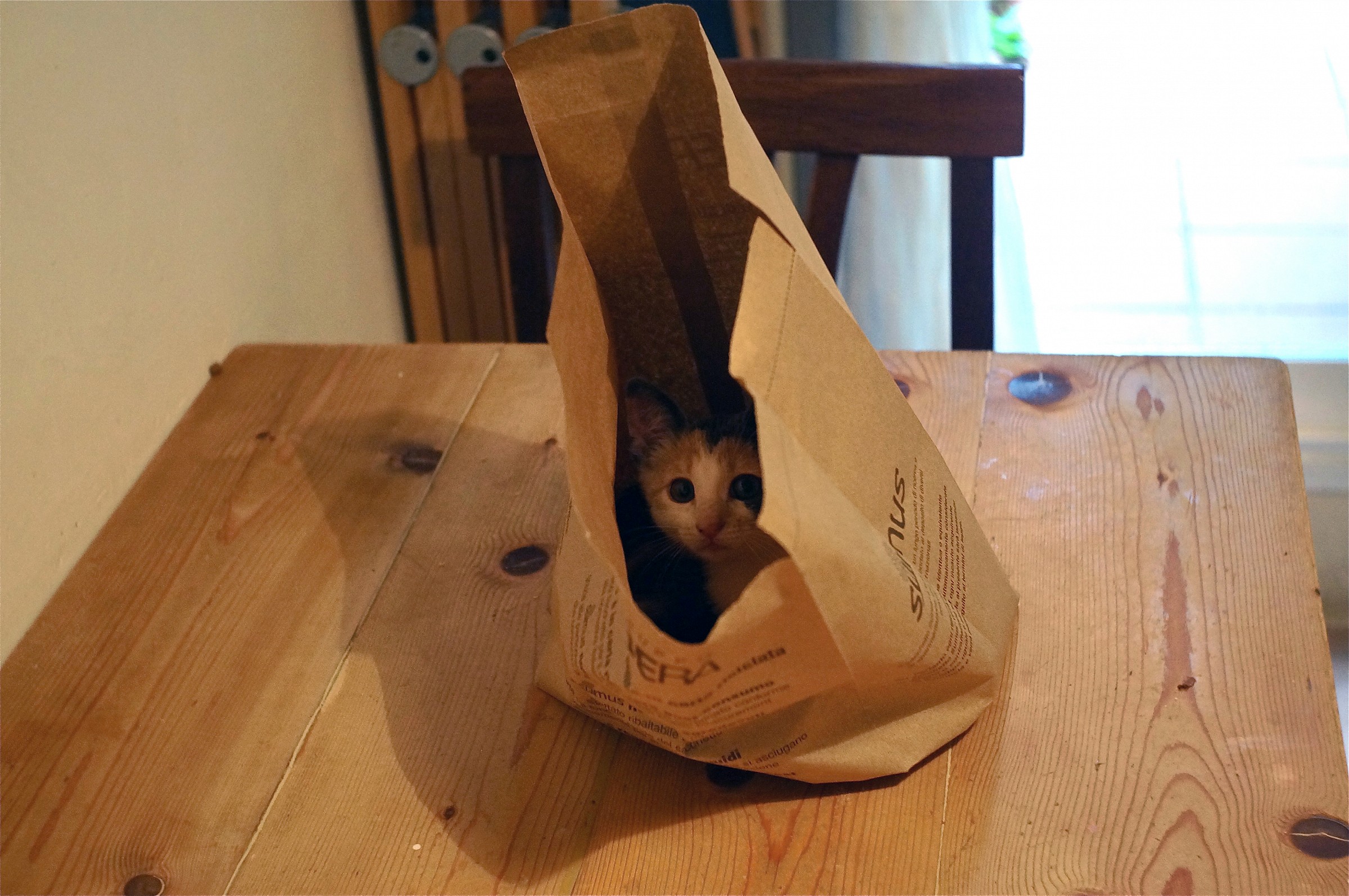 Sguardo dal sacchetto