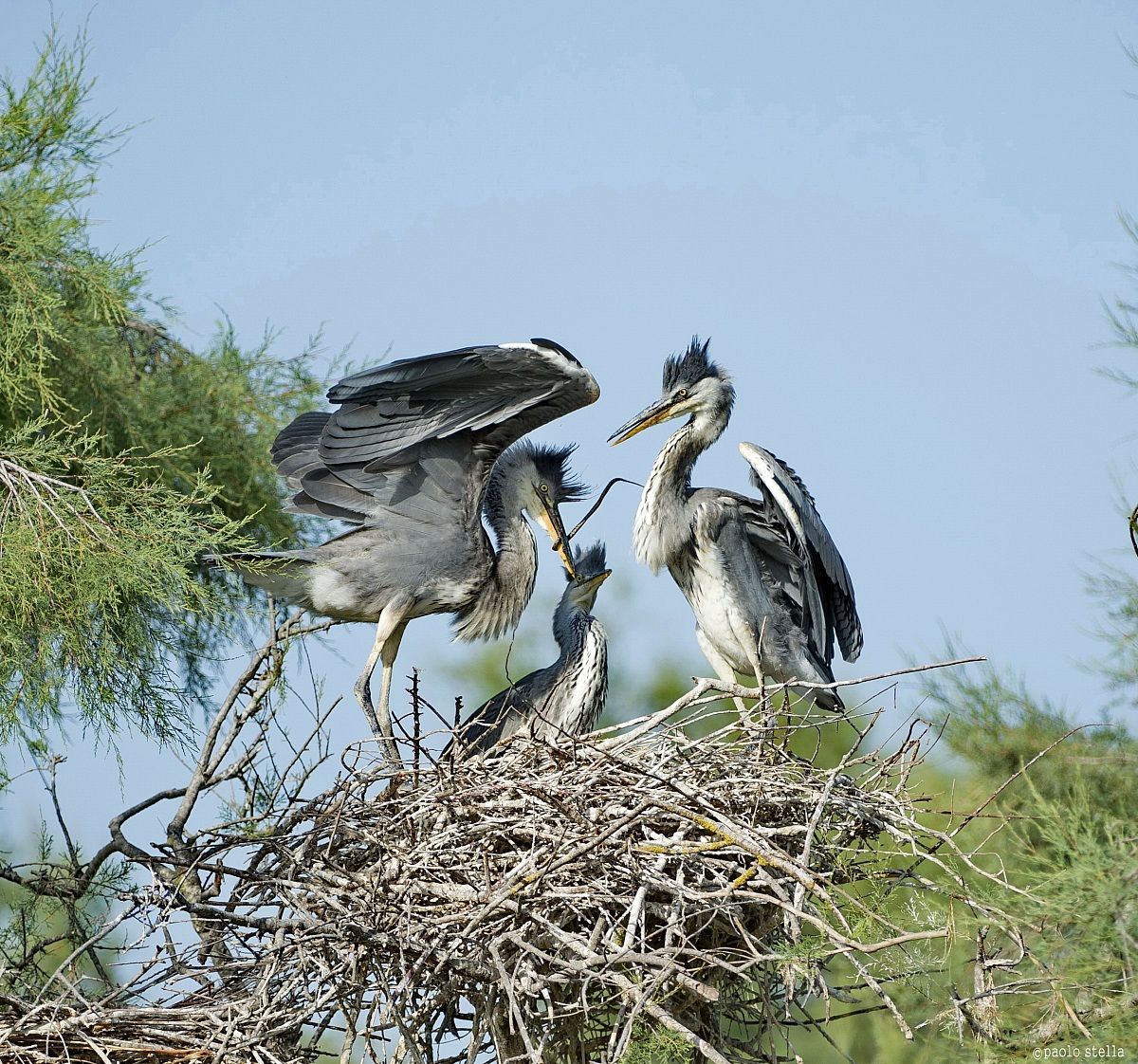 herons in nest - 1