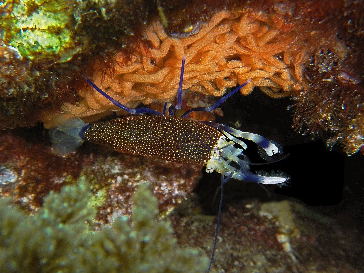 Gnathophyllum elegans shrimp-vintner