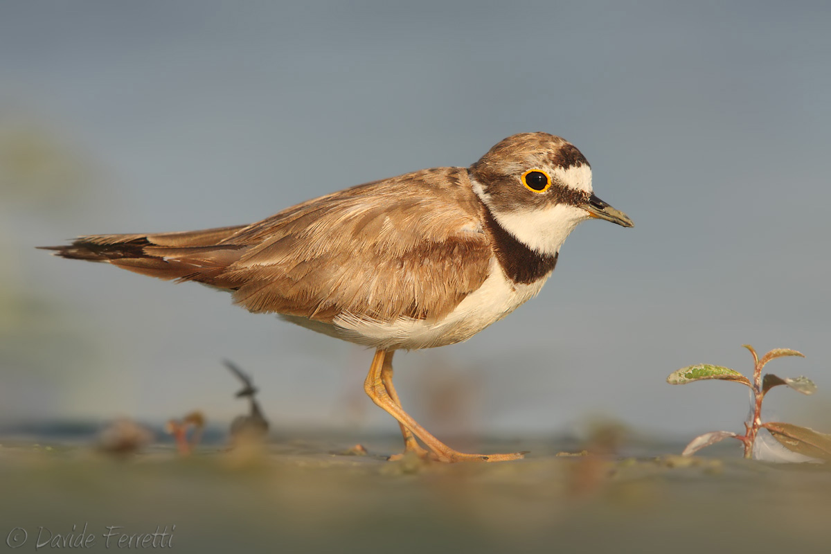 Little Ringed Plover female