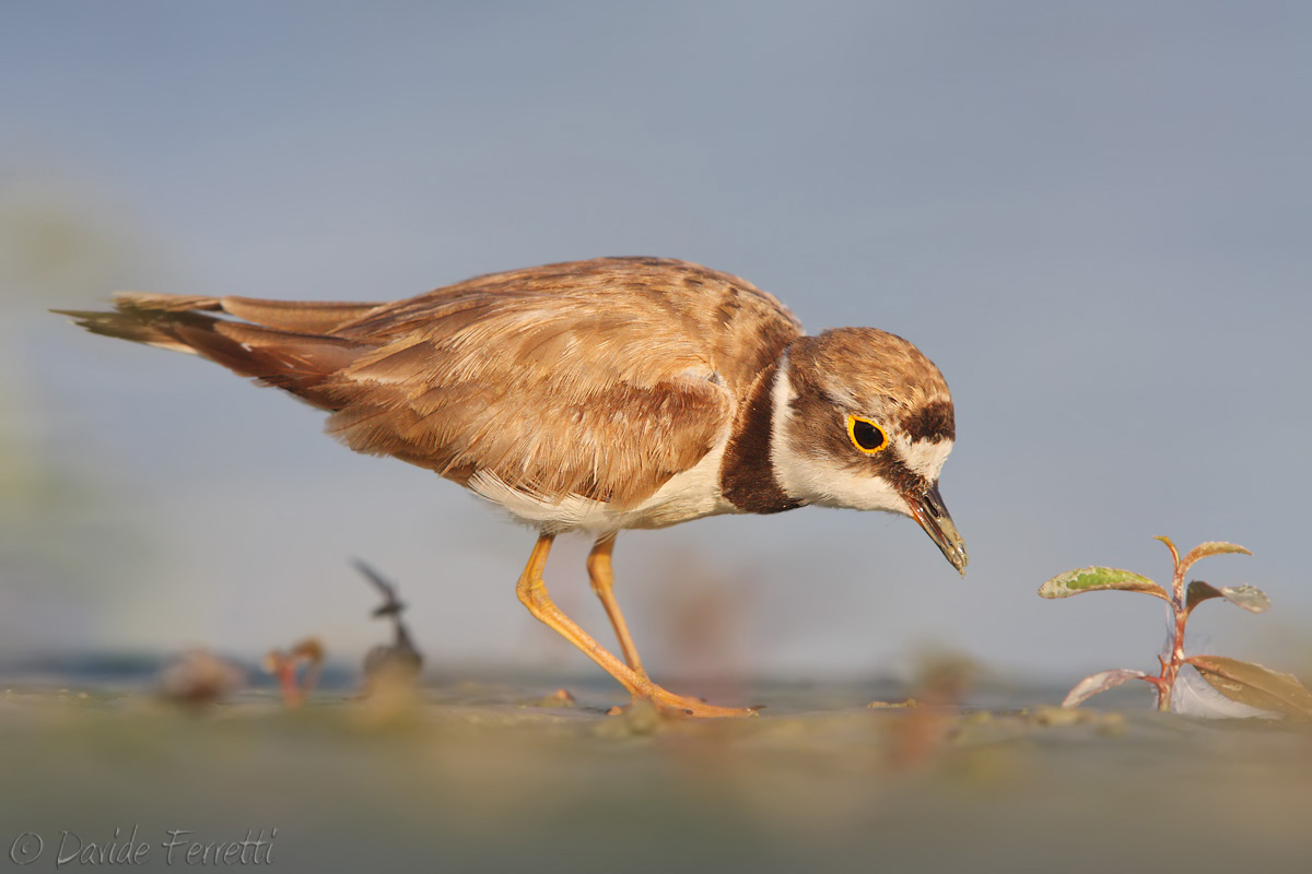 Little Ringed Plover female power