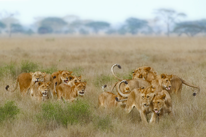 Tutti insieme appassionatamente