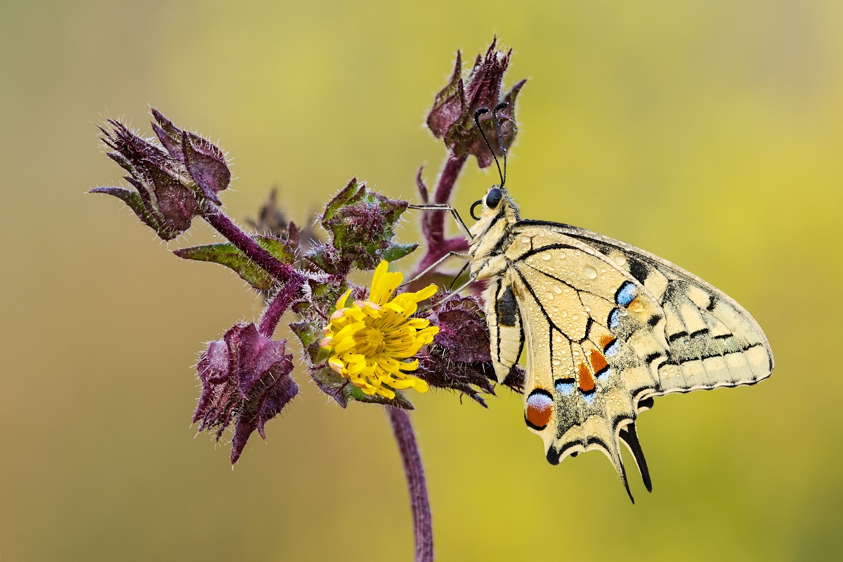 Macaone in multifocus