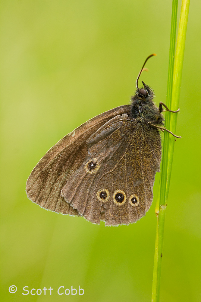 Ringlet Butterfly