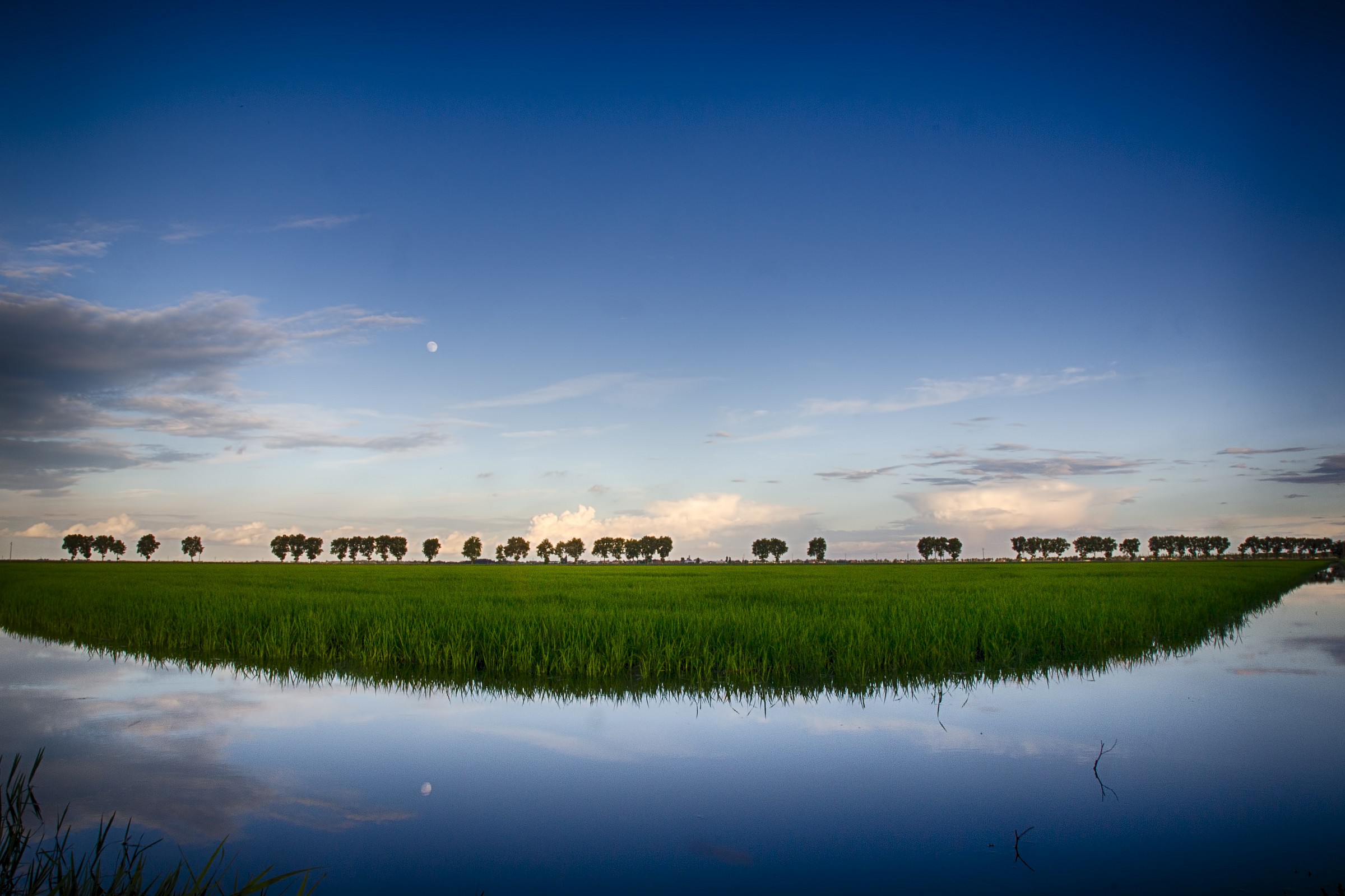 Pianura Padana - Risaia
