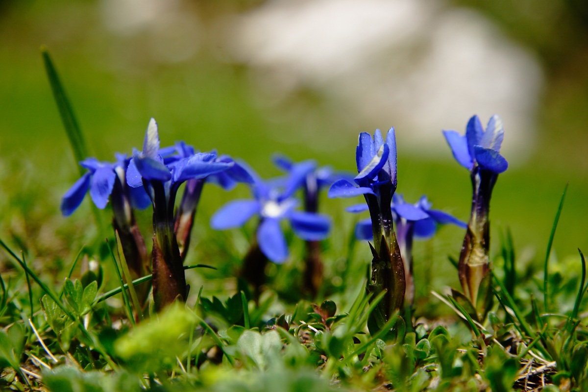 Genziane Primaticcia (Gentiana Verna)