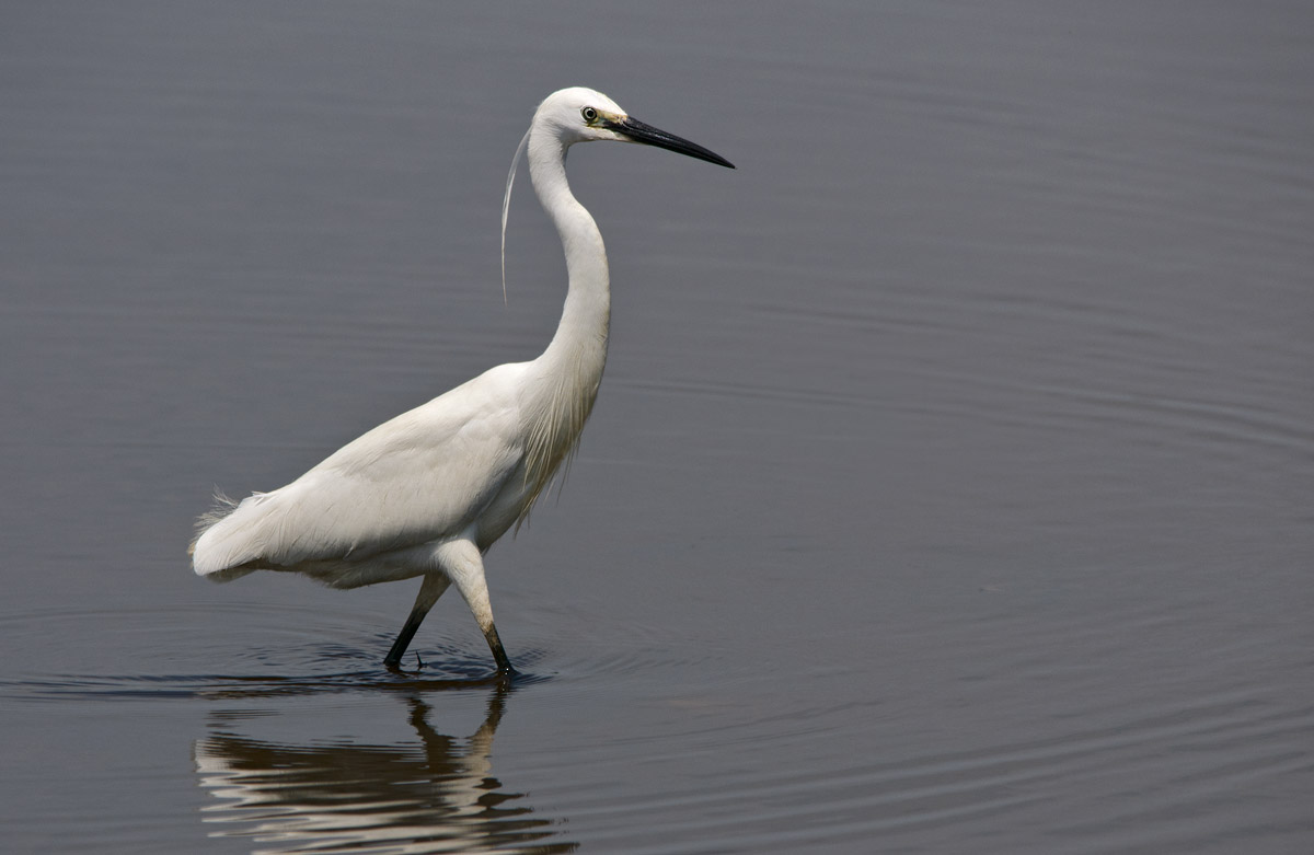 egret